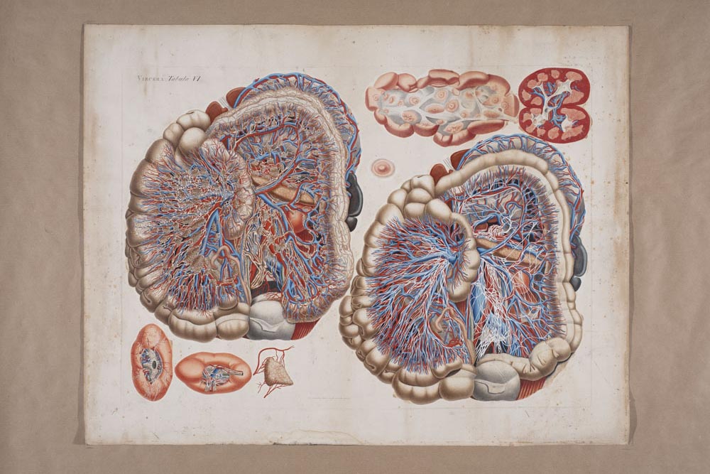 Mascagnii, Viscera Tabula VI, Soggetto anatomico (stampa composita) di Mascagni, Paolo (attribuito), Serantoni, Antonio (attribuito) (XIX)