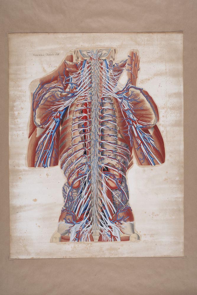 Mascagnii, Viscera Tabula VII, Soggetto anatomico (stampa composita) di Mascagni, Paolo (attribuito), Serantoni, Antonio (attribuito) (XIX)