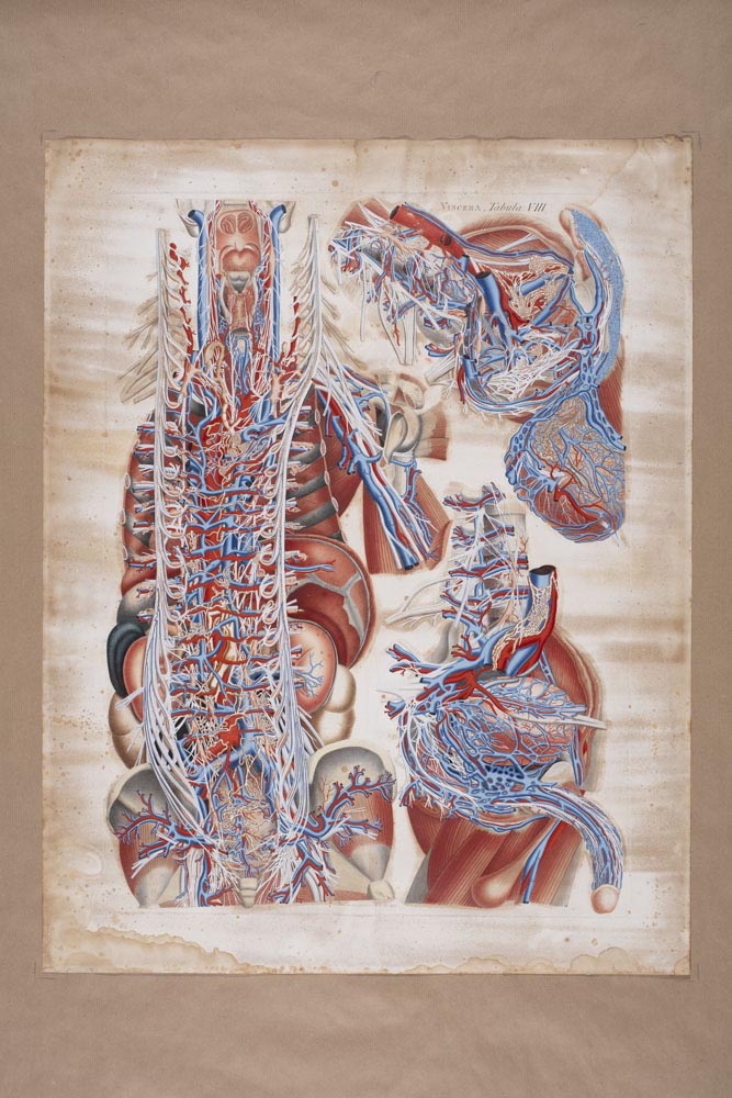 Mascagnii, Viscera Tabula VIII, Soggetto anatomico (stampa composita) di Mascagni, Paolo (attribuito), Serantoni, Antonio (attribuito) (XIX)