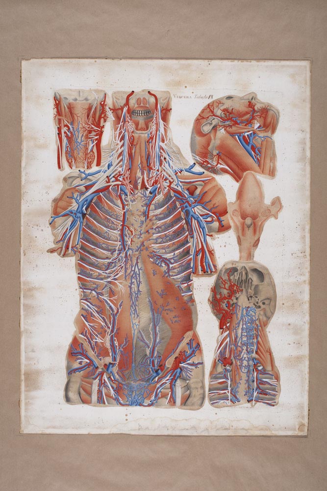 Mascagnii, Viscera Tabula IX, Soggetto anatomico (stampa composita) di Mascagni, Paolo (attribuito), Serantoni, Antonio (attribuito) (XIX)