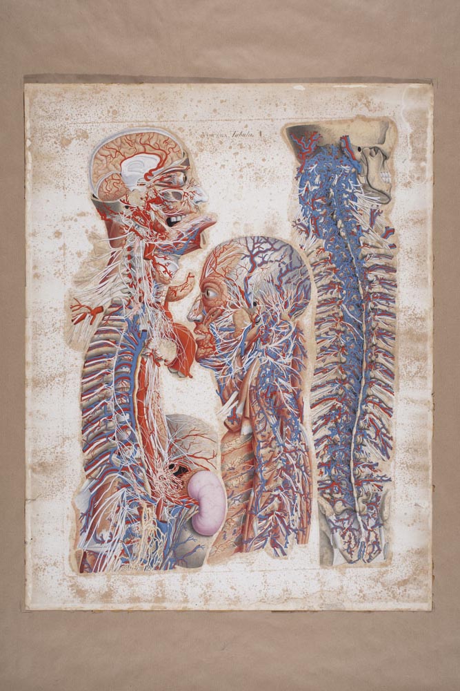 Mascagnii, Viscera Tabula X, Soggetto anatomico (stampa composita) di Mascagni, Paolo (attribuito), Serantoni, Antonio (attribuito) (XIX)
