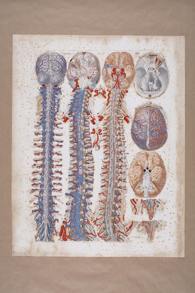 Mascagnii, Viscera Tabula XI, Soggetto anatomico (stampa composita) di Mascagni, Paolo (attribuito), Serantoni, Antonio (attribuito) (XIX)