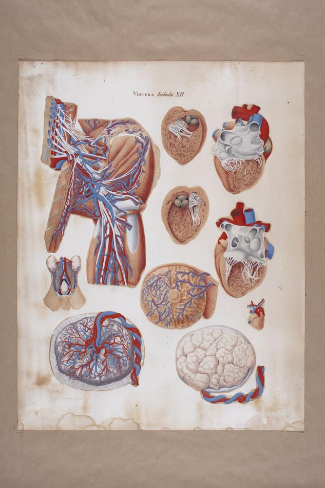 Mascagnii, Viscera Tabula XII, Soggetto anatomico (stampa composita) di Mascagni, Paolo (attribuito), Serantoni, Antonio (attribuito) (XIX)