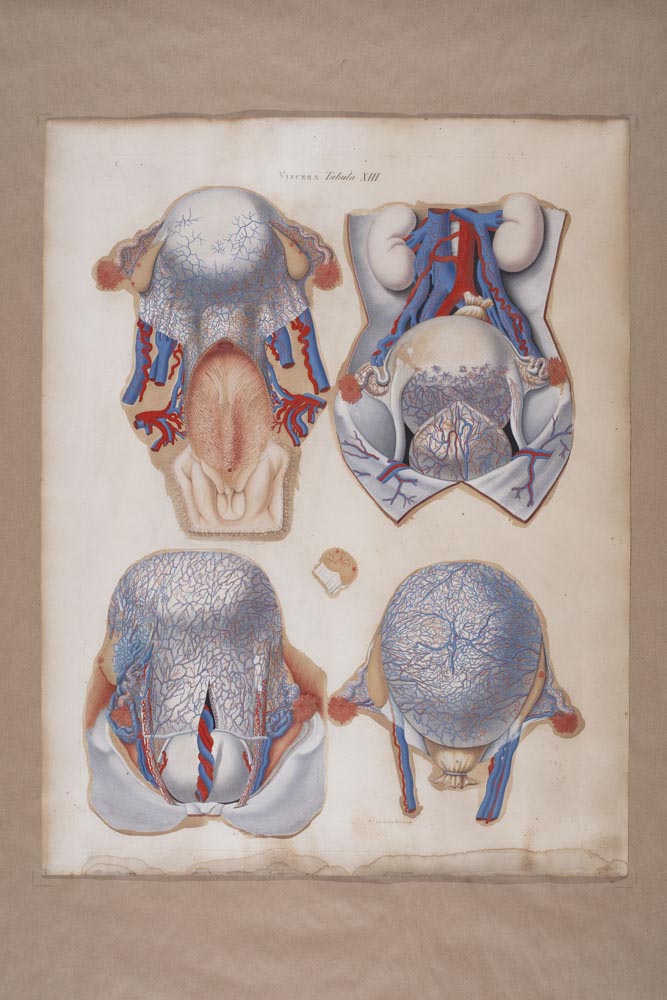 Mascagnii, Viscera Tabula XIII, Soggetto anatomico (stampa composita) di Mascagni, Paolo (attribuito), Serantoni, Antonio (attribuito) (XIX)