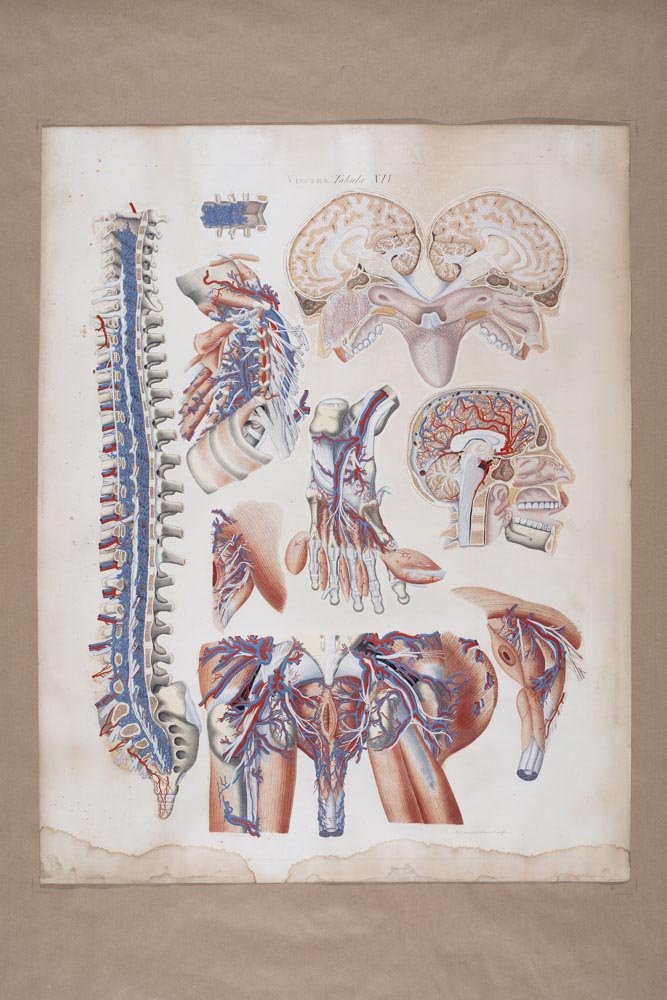 Mascagnii, Viscera Tabula XIV, Soggetto anatomico (stampa composita) di Mascagni, Paolo (attribuito), Serantoni, Antonio (attribuito) (XIX)