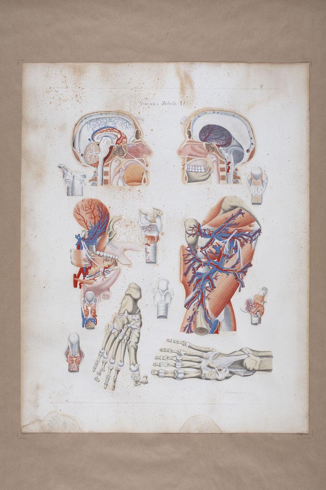 Mascagnii, Viscera Tabula XV, Soggetto anatomico (stampa composita) di Mascagni, Paolo (attribuito), Serantoni, Antonio (attribuito) (XIX)