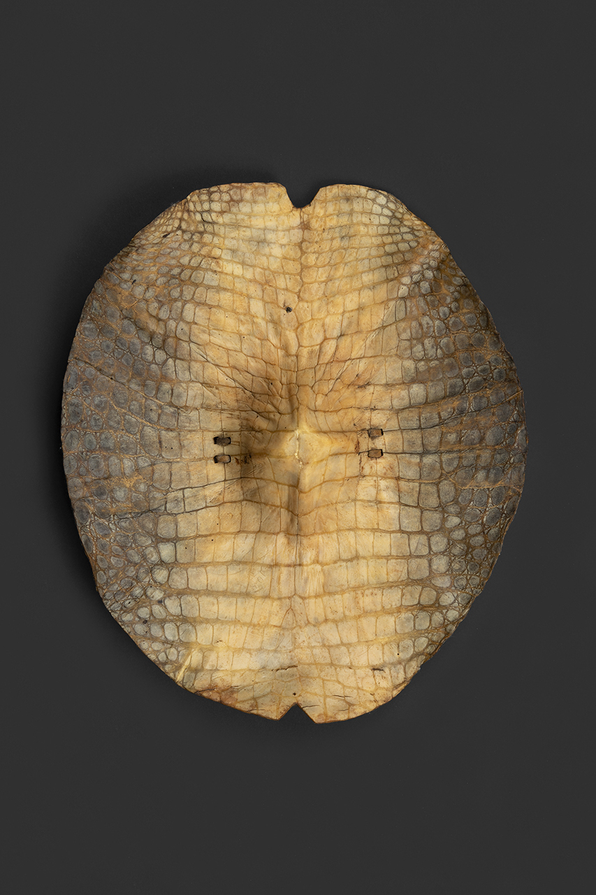 scudo, STRUMENTI E ACCESSORI/ ARMI E ARMATURE - Beja