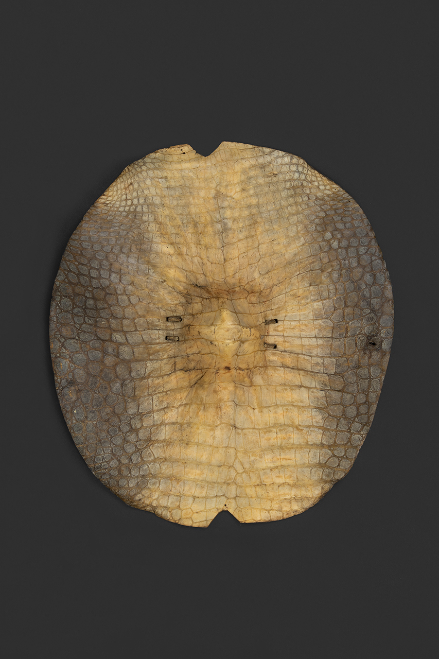 scudo, STRUMENTI E ACCESSORI/ ARMI E ARMATURE - Beja