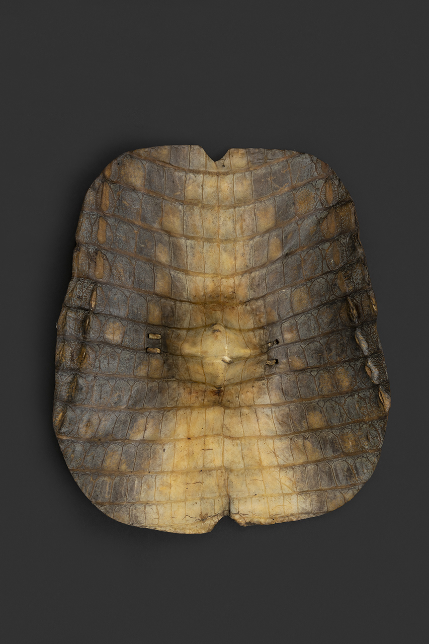 scudo, STRUMENTI E ACCESSORI/ ARMI E ARMATURE - Beja