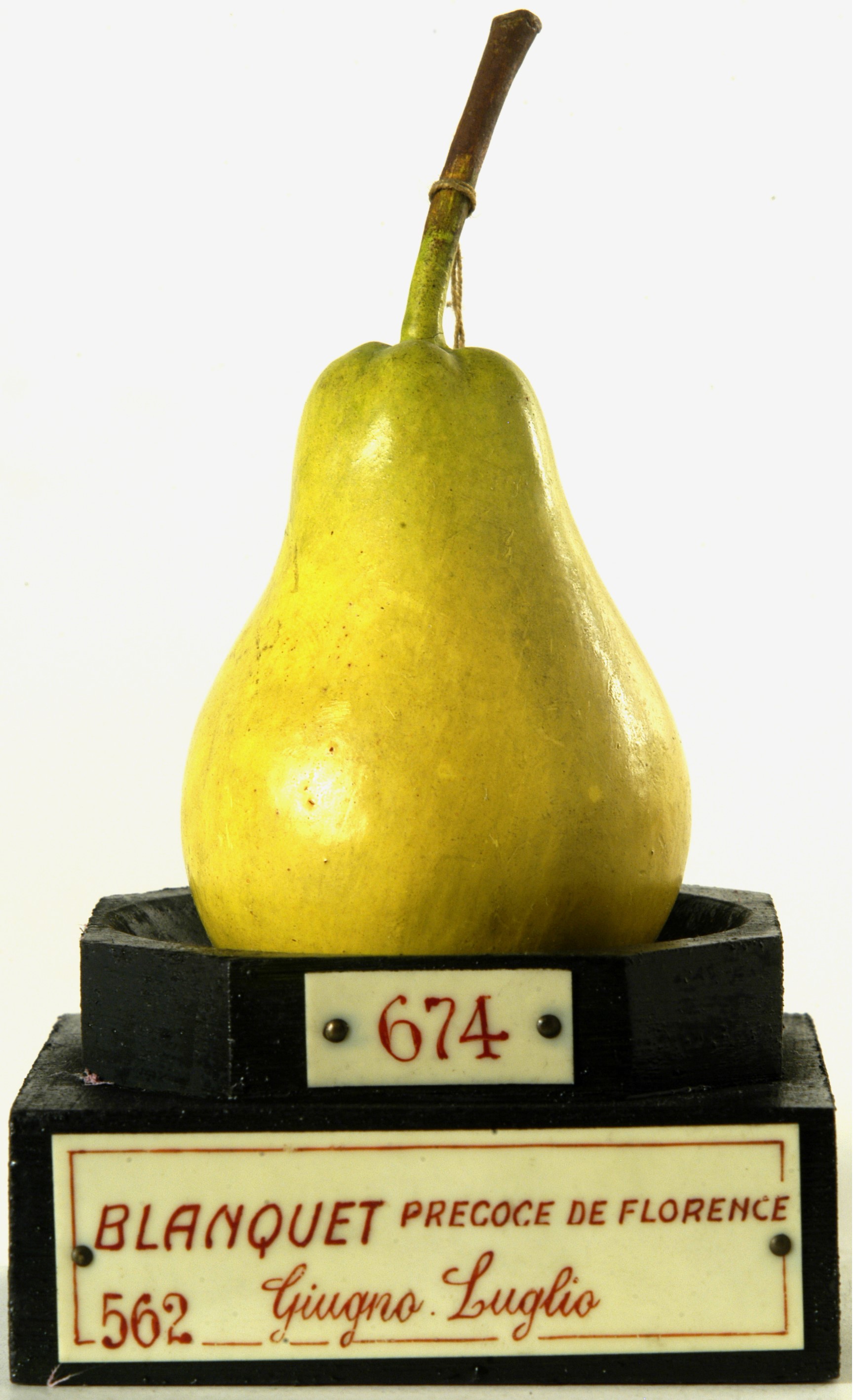 calco - calco pomologico, pera di GARNIER VALLETTI FRANCESCO (ULTIMO QUARTO XIX SECOLO)