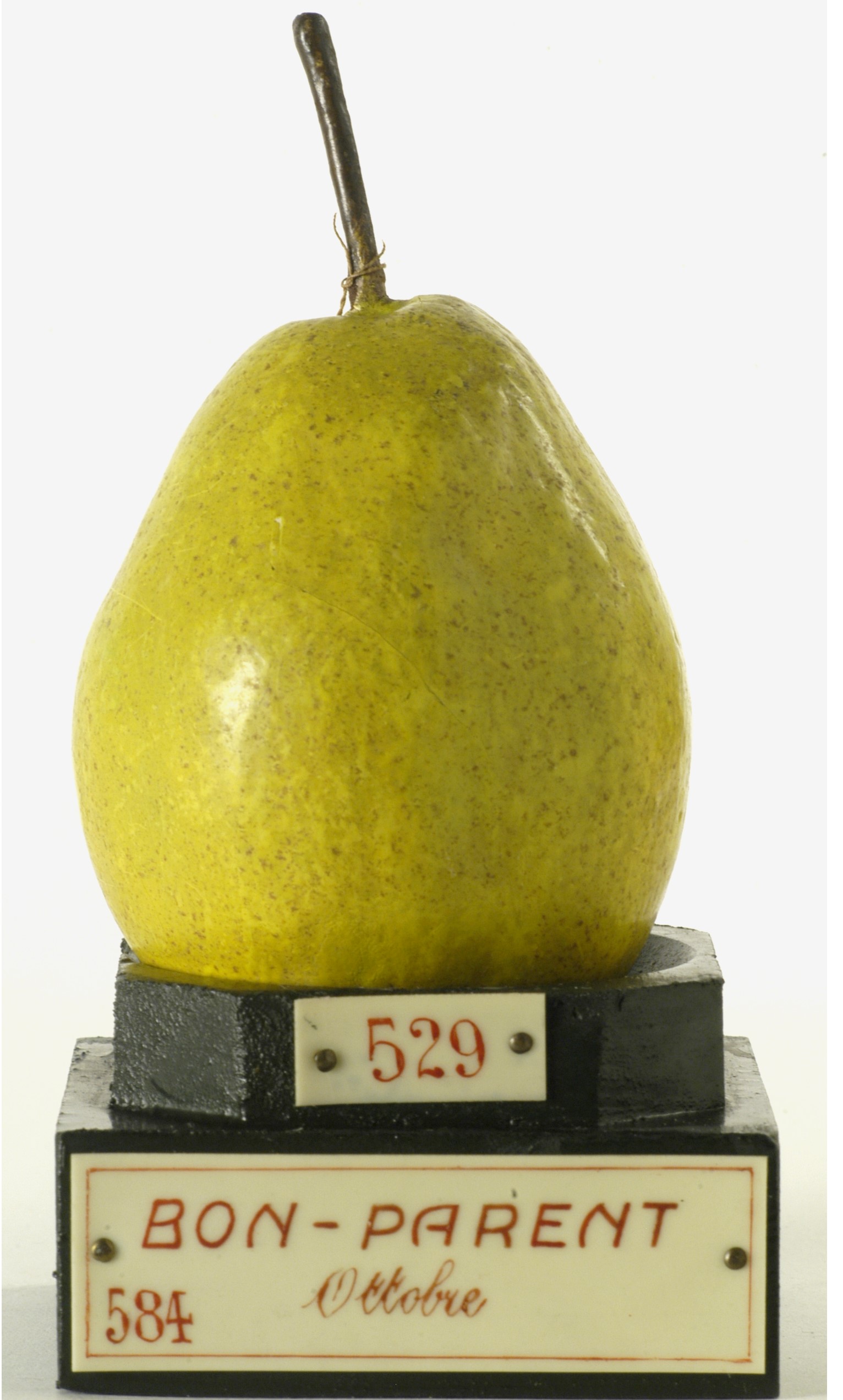 calco - calco pomologico, pera di GARNIER VALLETTI FRANCESCO (ULTIMO QUARTO XIX SECOLO)