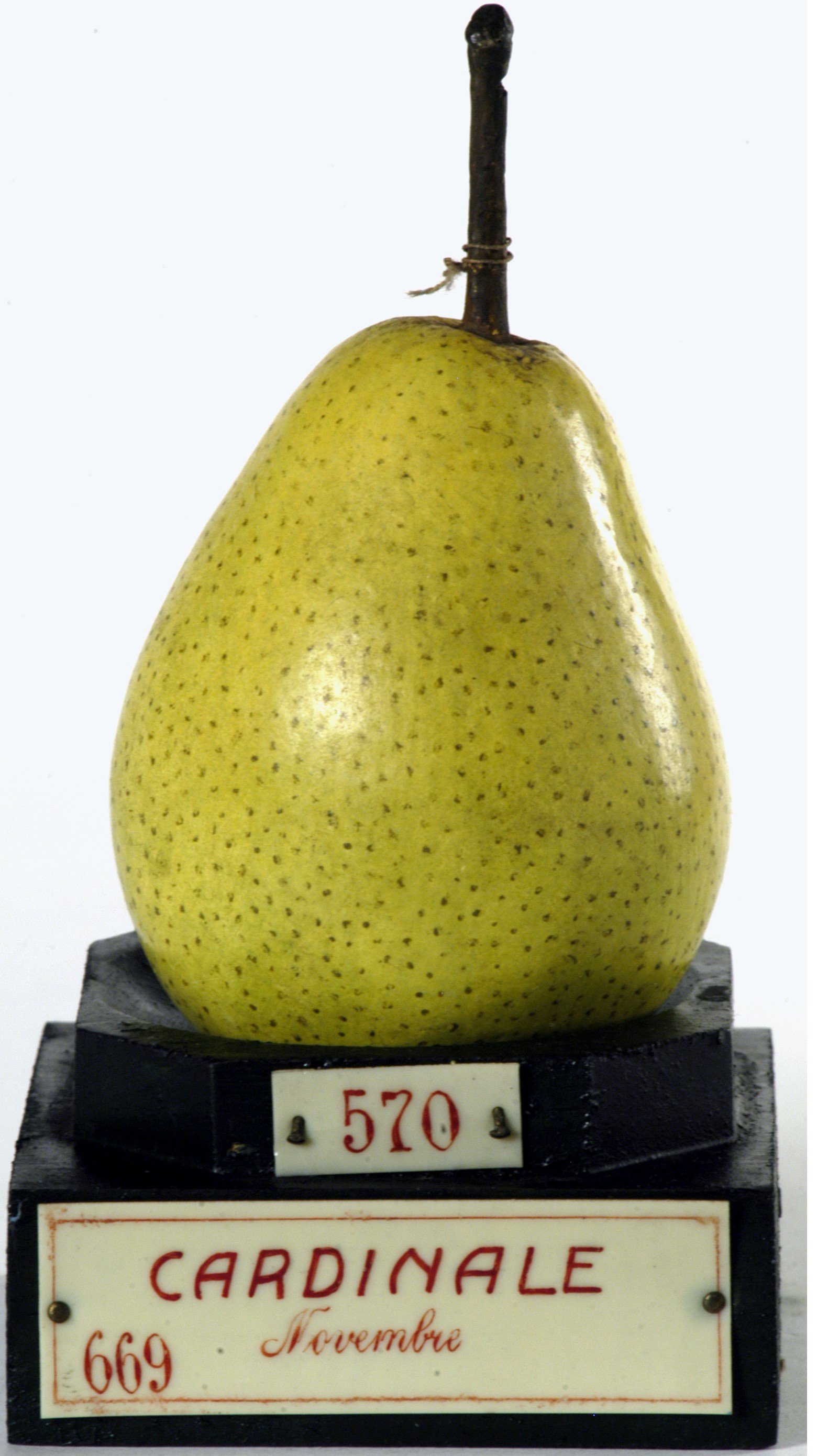 calco - calco pomologico, pera di GARNIER VALLETTI FRANCESCO (ULTIMO QUARTO XIX SECOLO)