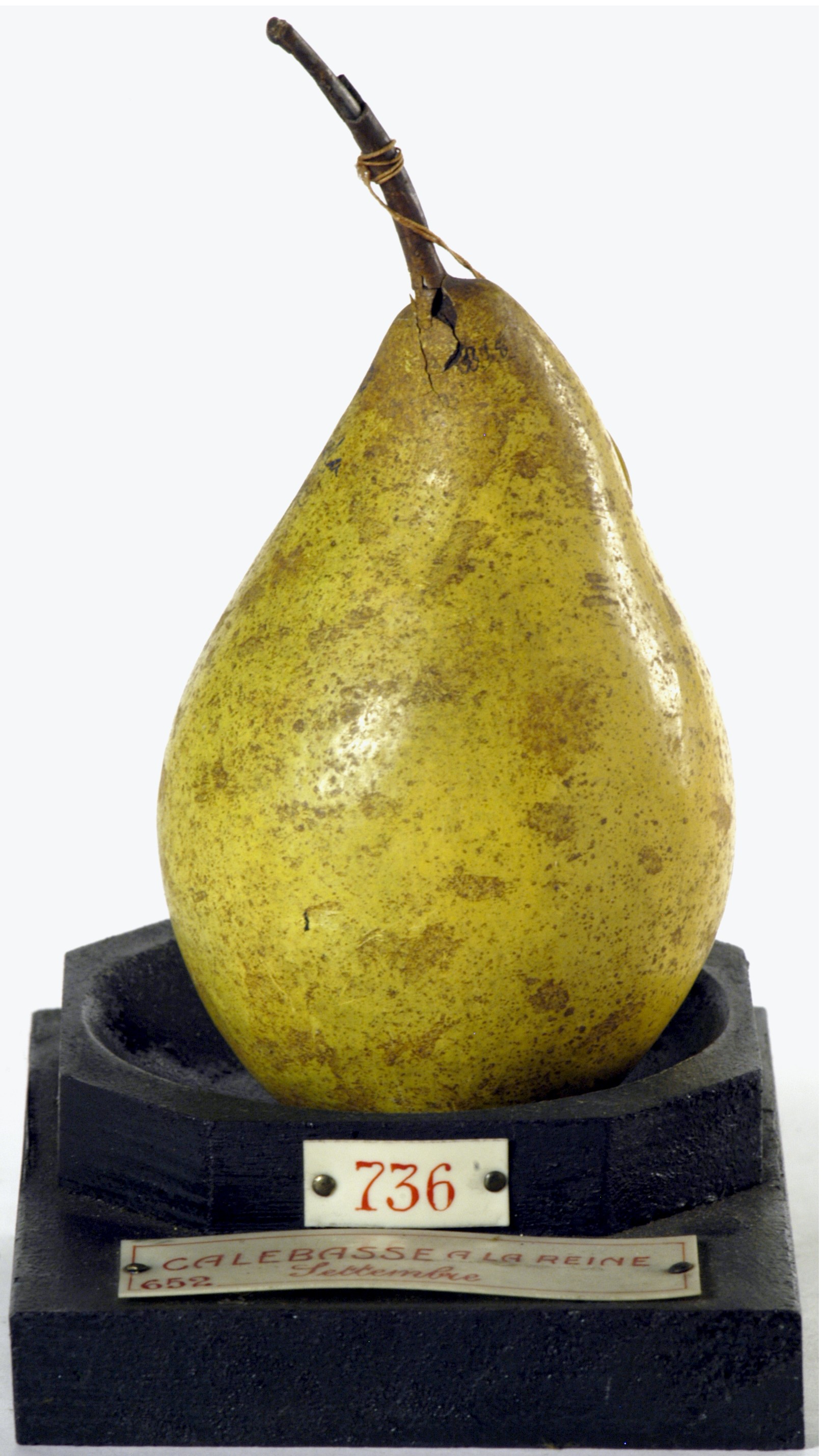 calco - calco pomologico, pera di GARNIER VALLETTI FRANCESCO (ULTIMO QUARTO XIX SECOLO)