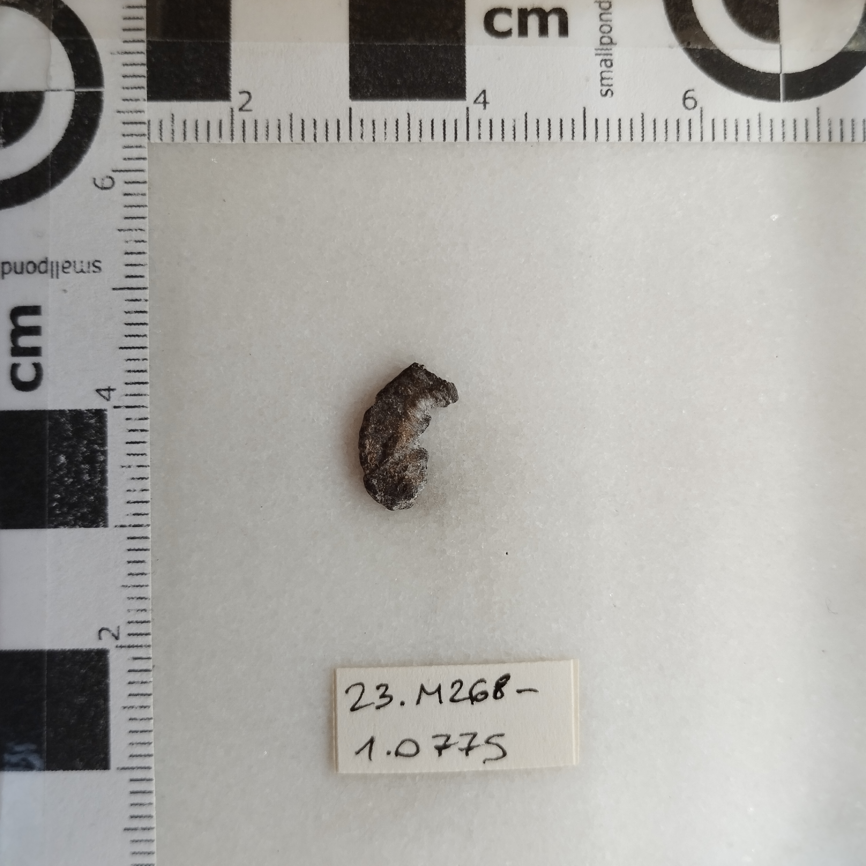 SINGOLO OGGETTO/ moneta, SECOLI/ IV-V