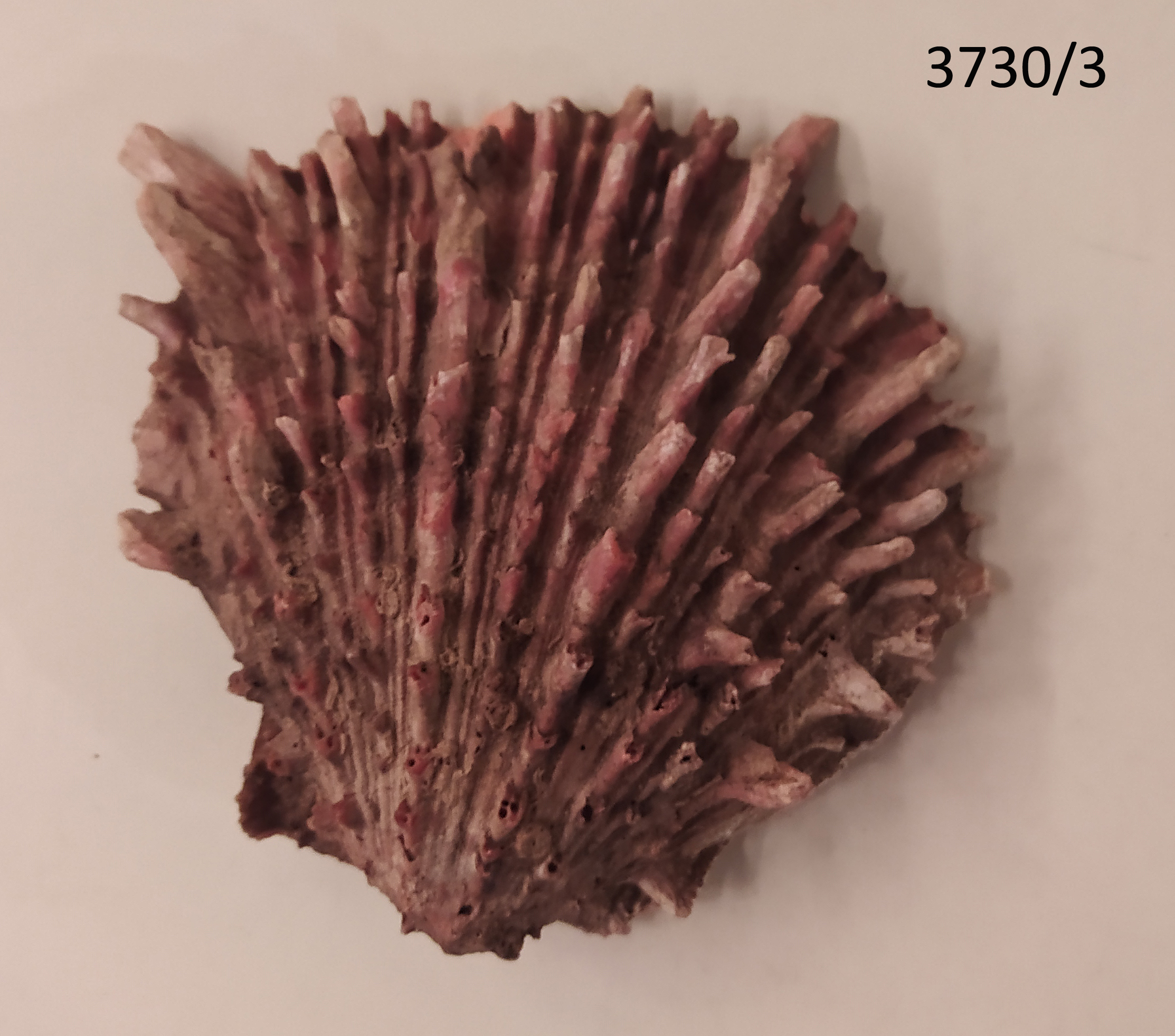 conchiglia, RITUALITÀ/ OGGETTI MAGICO-RITUALI-CERIMONIALI - cultura Chancay