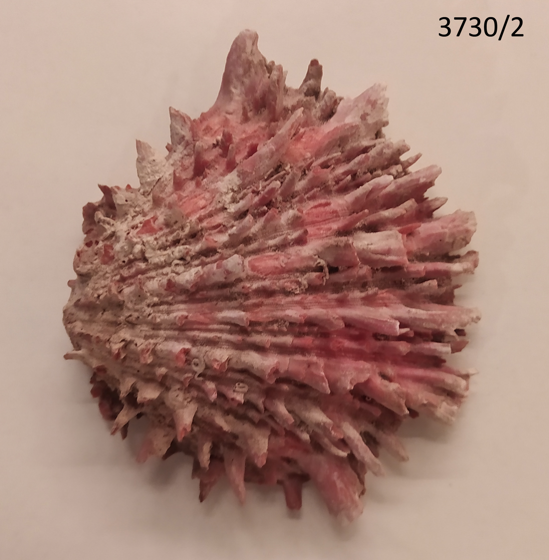 conchiglia, RITUALITÀ/ OGGETTI MAGICO-RITUALI-CERIMONIALI - cultura Chancay