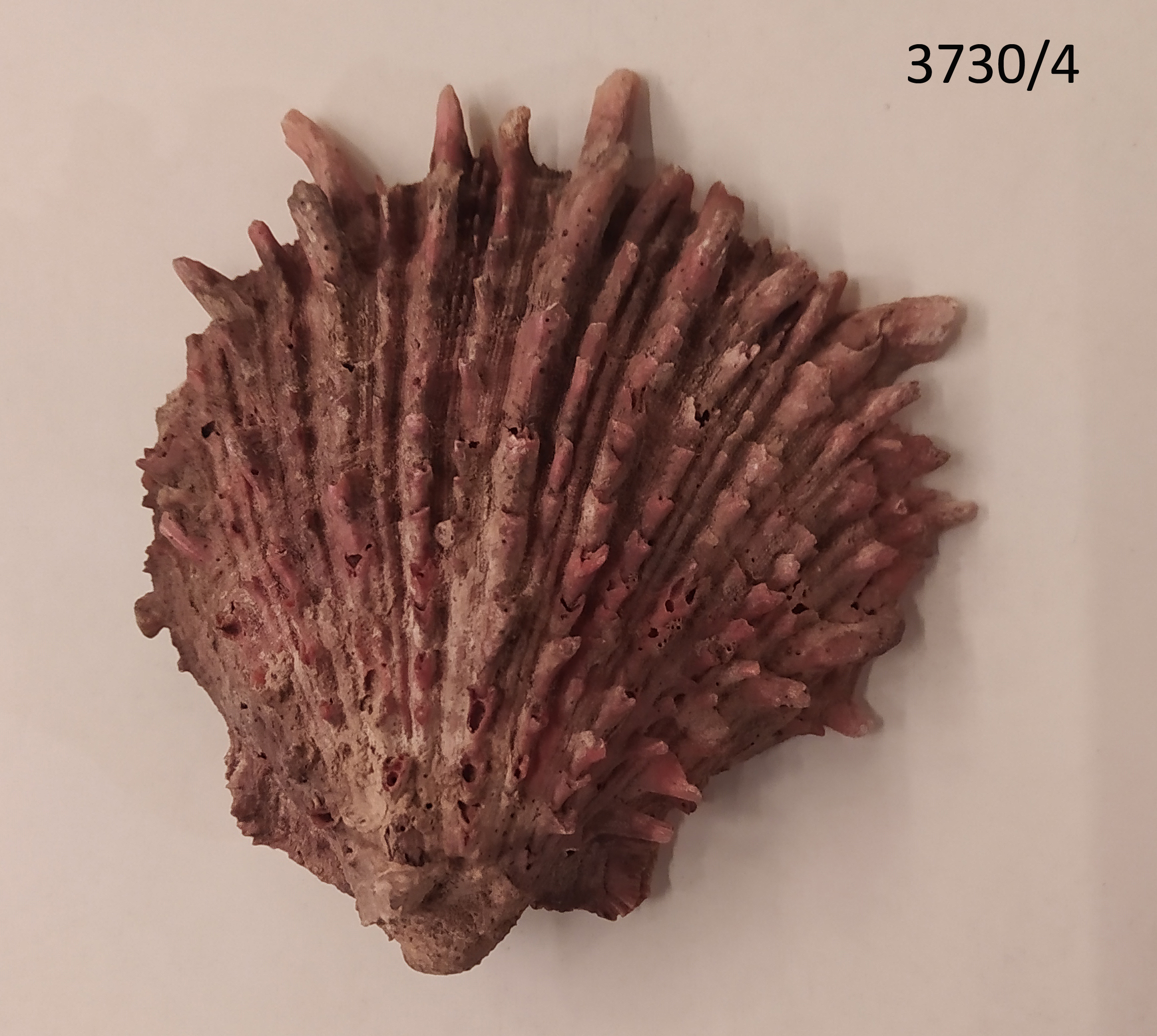 conchiglia, RITUALITÀ/ OGGETTI MAGICO-RITUALI-CERIMONIALI - cultura Chancay