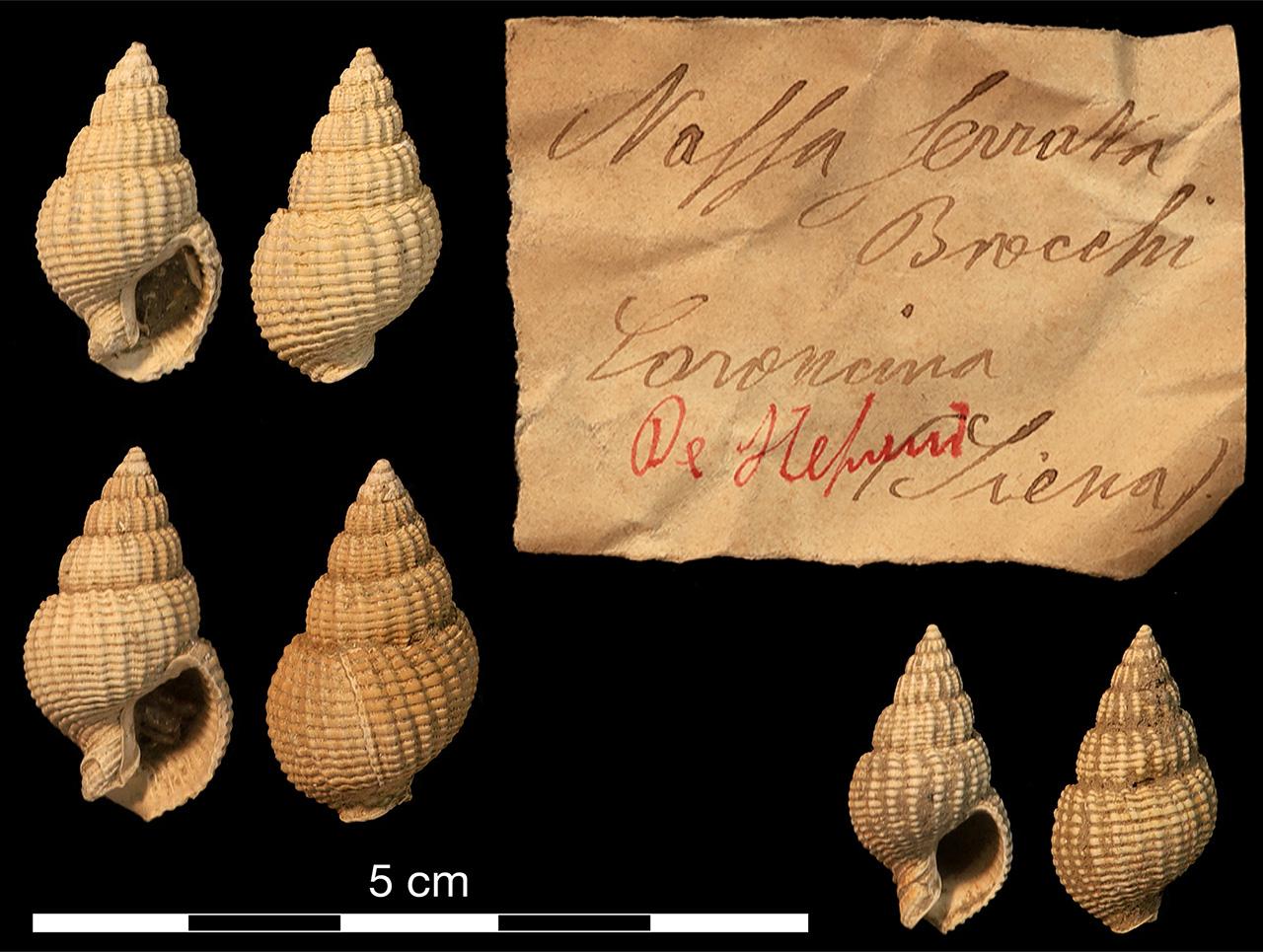 fossile (invertebrato)