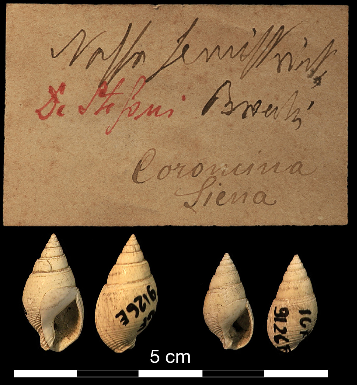 fossile (invertebrato)