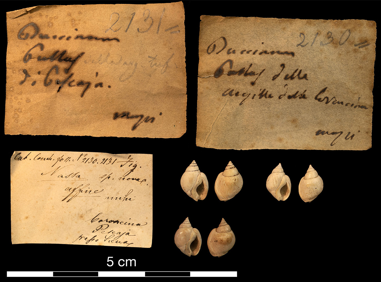 fossile (invertebrato)