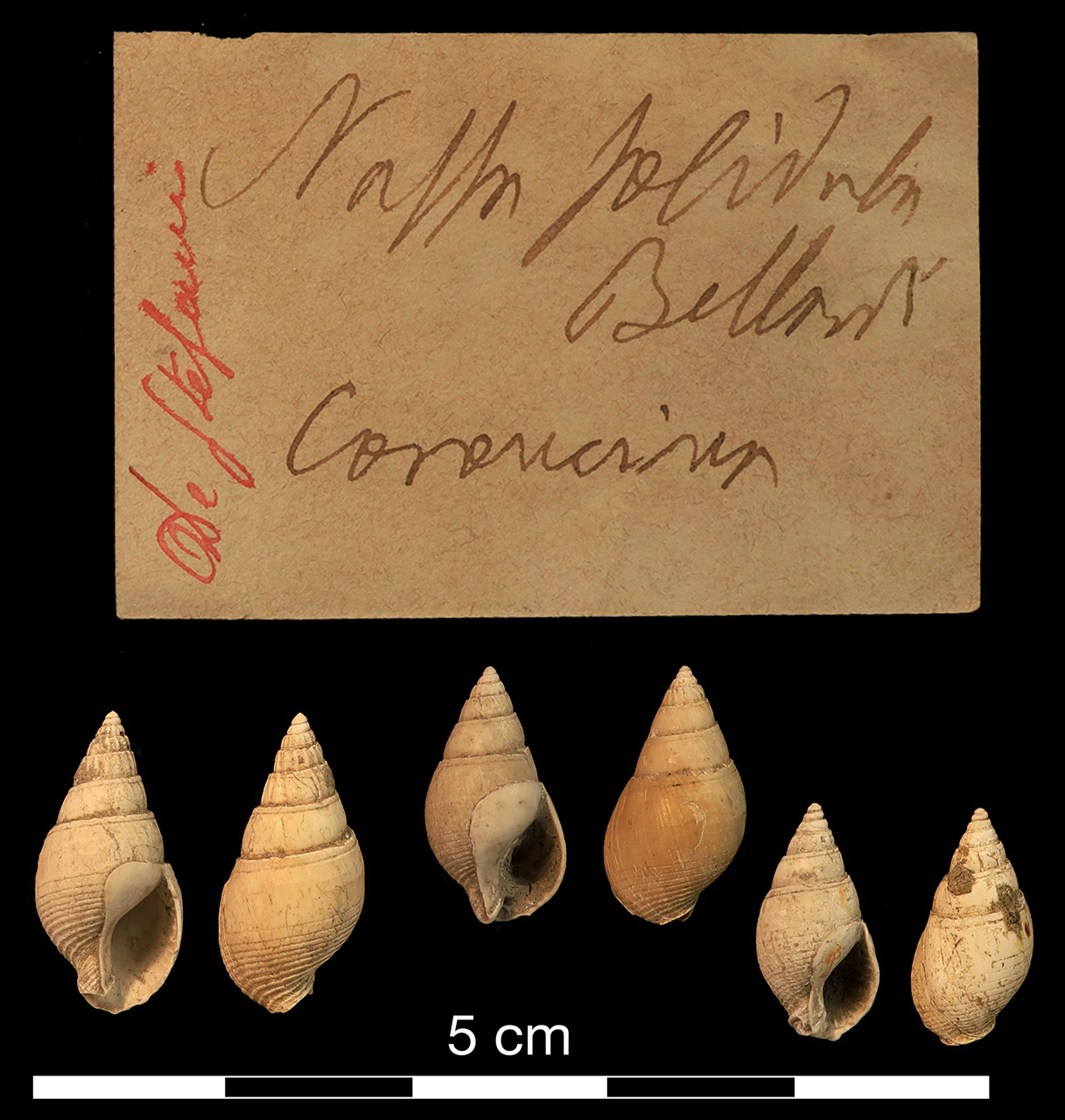 fossile (invertebrato)