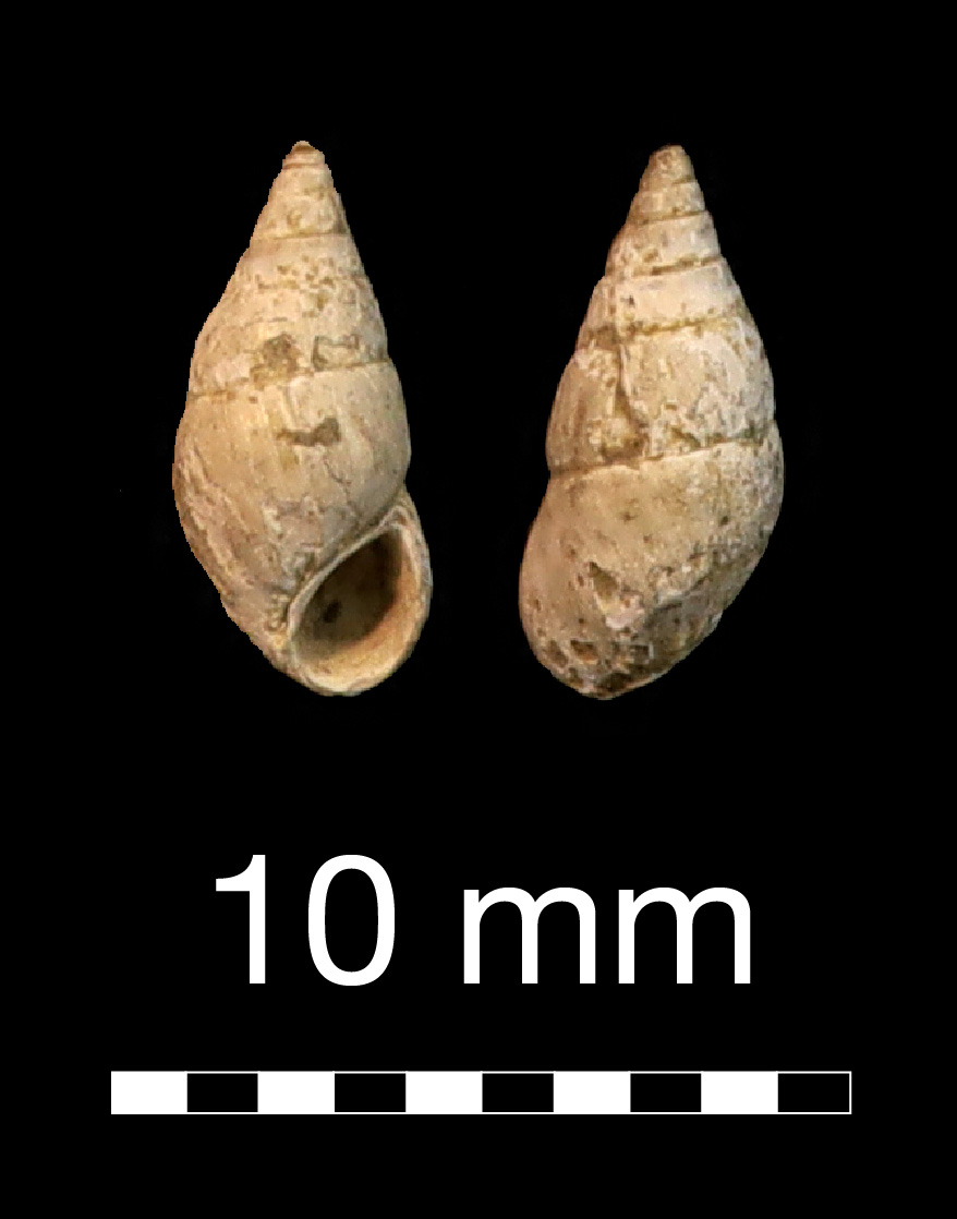 fossile (invertebrato)