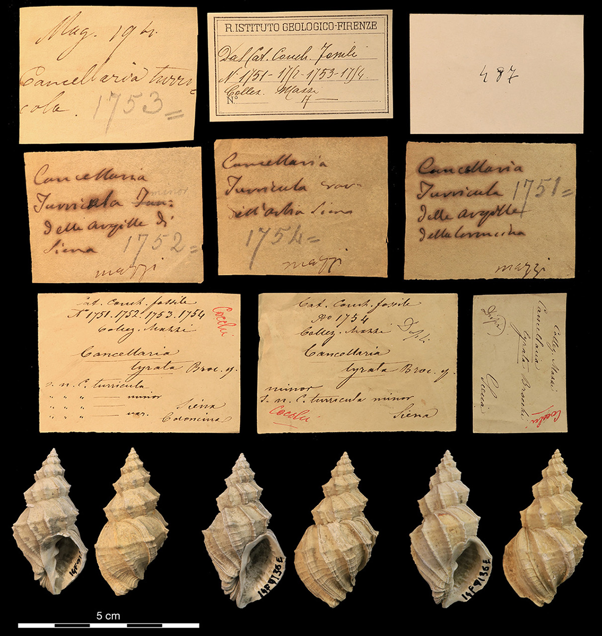 fossile (invertebrato)