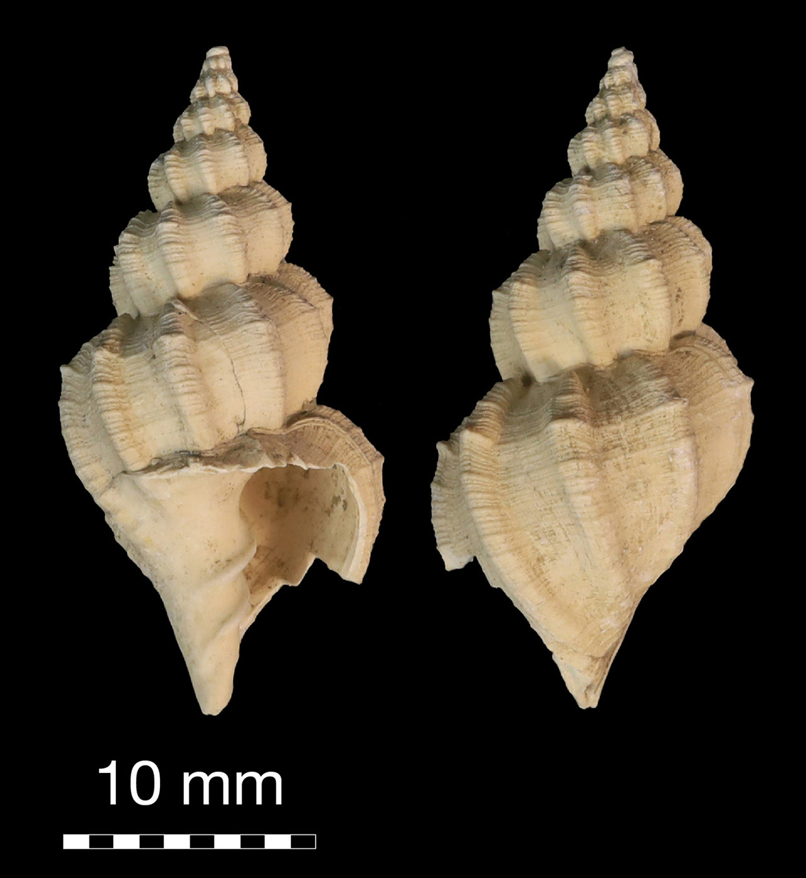 fossile (invertebrato)