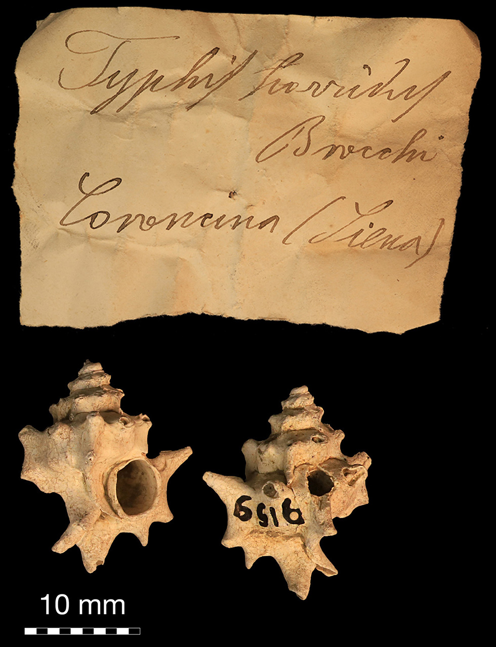 fossile (invertebrato)