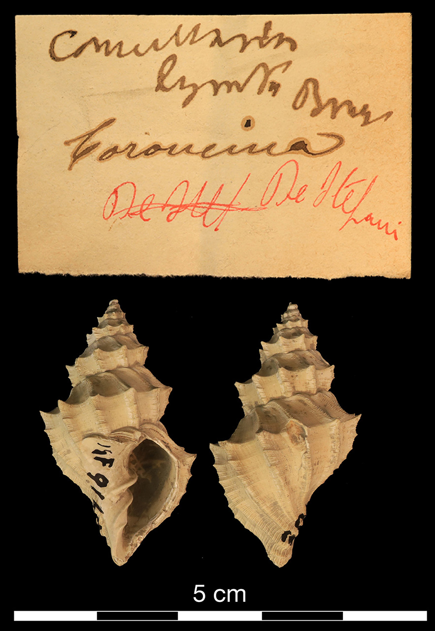 fossile (invertebrato)