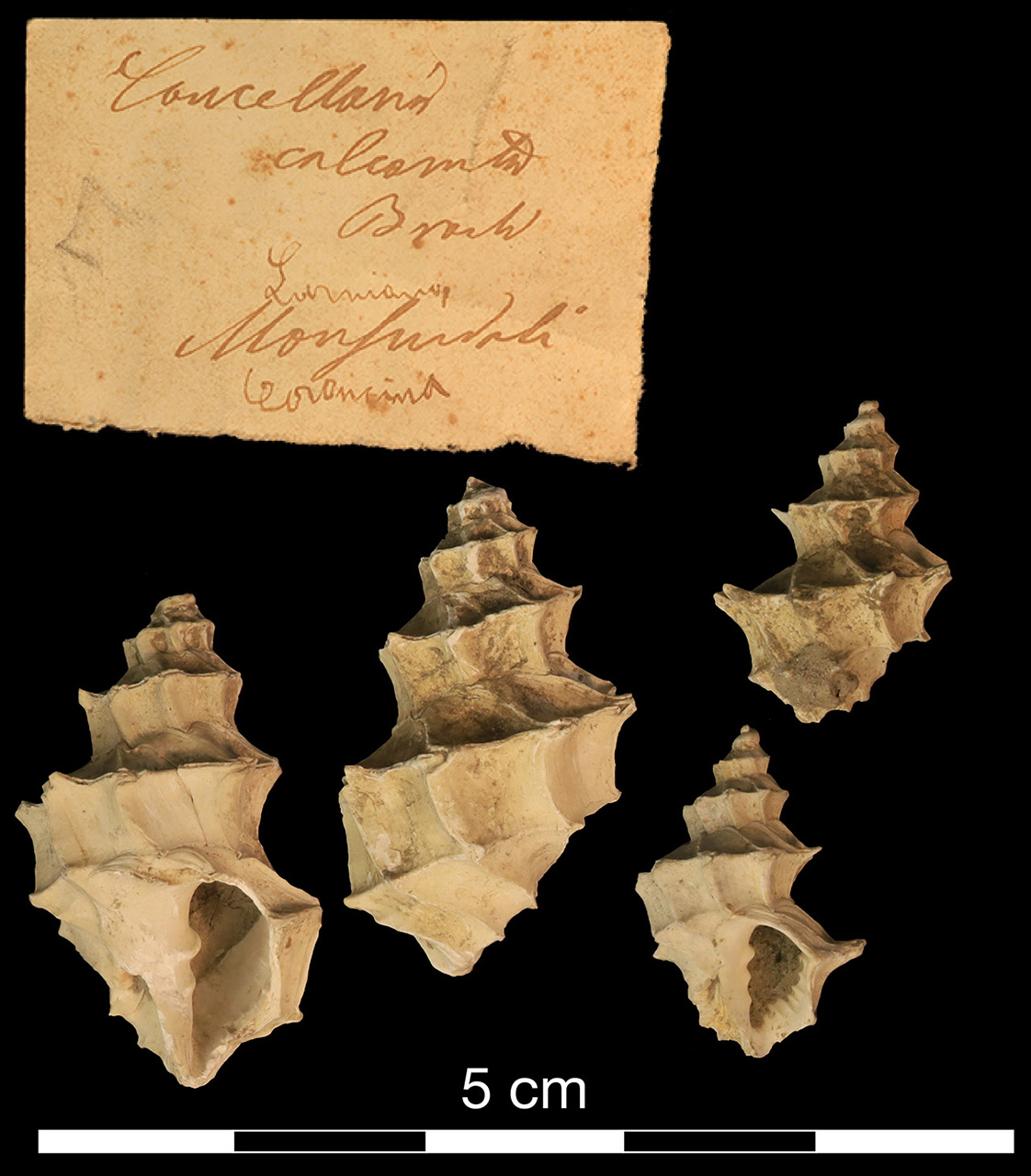 fossile (invertebrato)