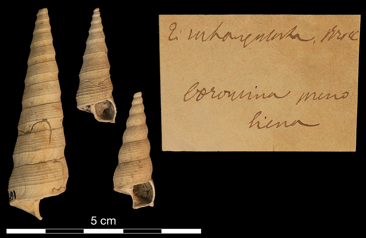 fossile (invertebrato)