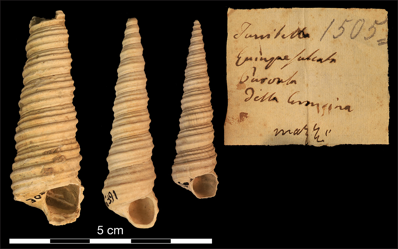 fossile (invertebrato)