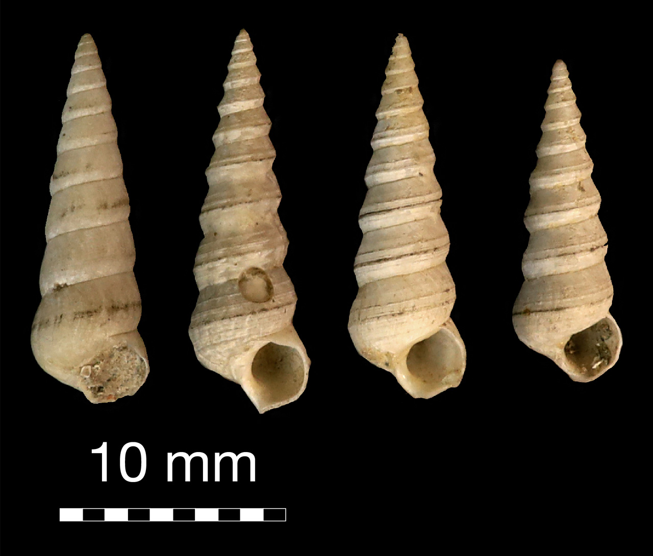 fossile (invertebrato)