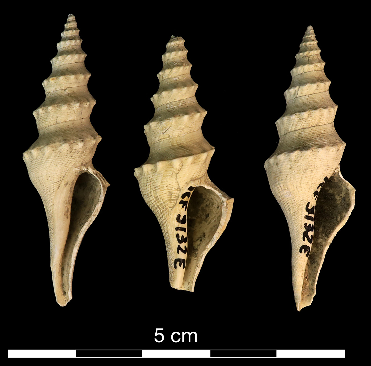 fossile (invertebrato)