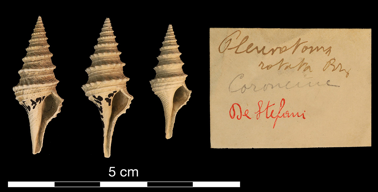 fossile (invertebrato)