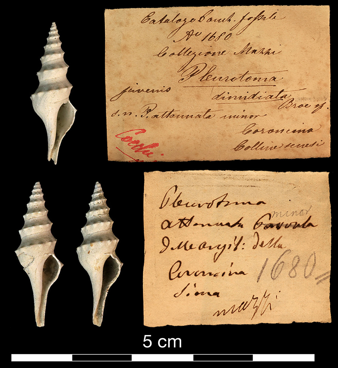 fossile (invertebrato)