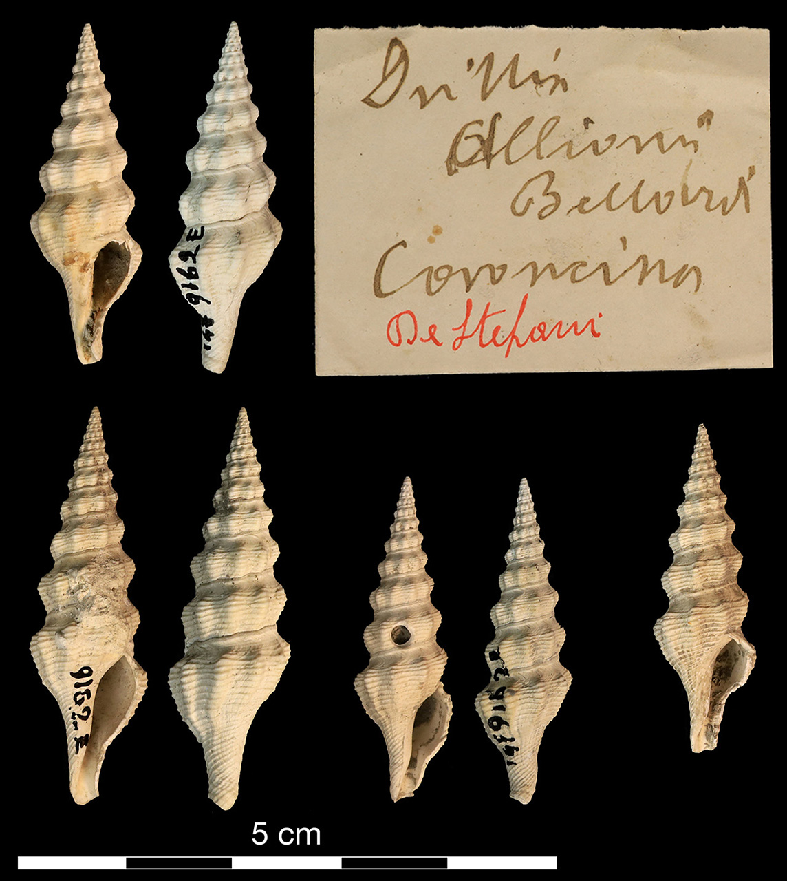 fossile (invertebrato)