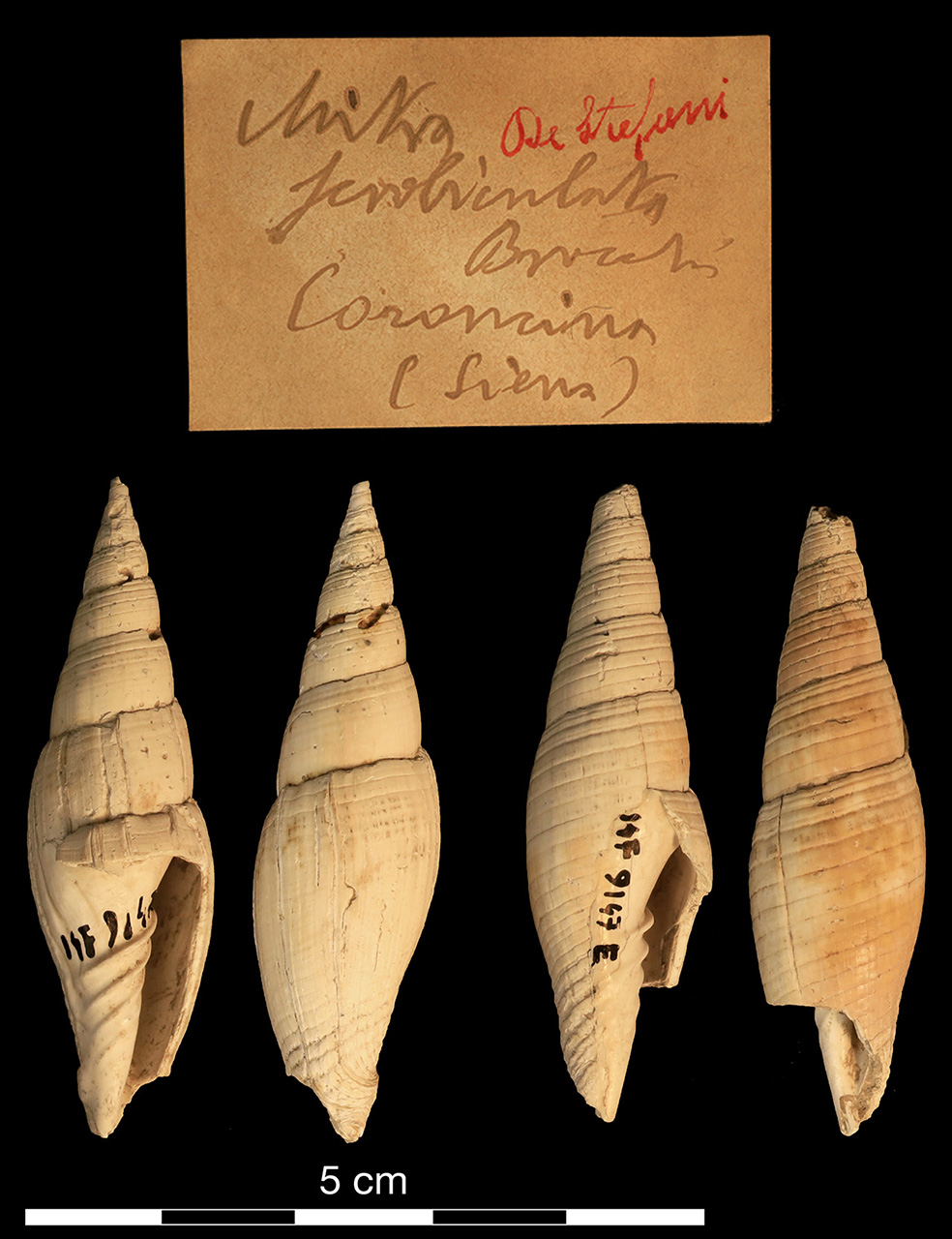 fossile (invertebrato)