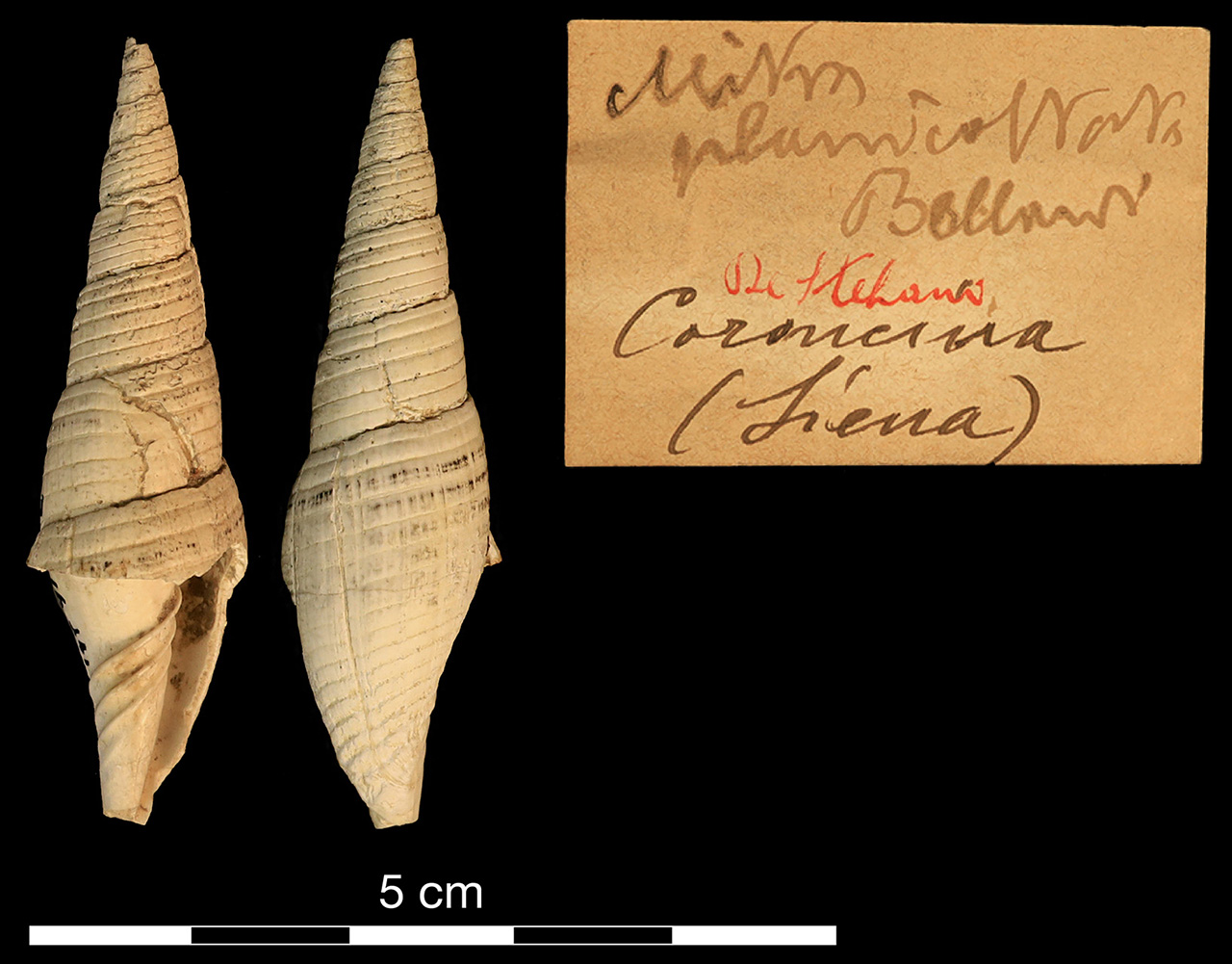 fossile (invertebrato)