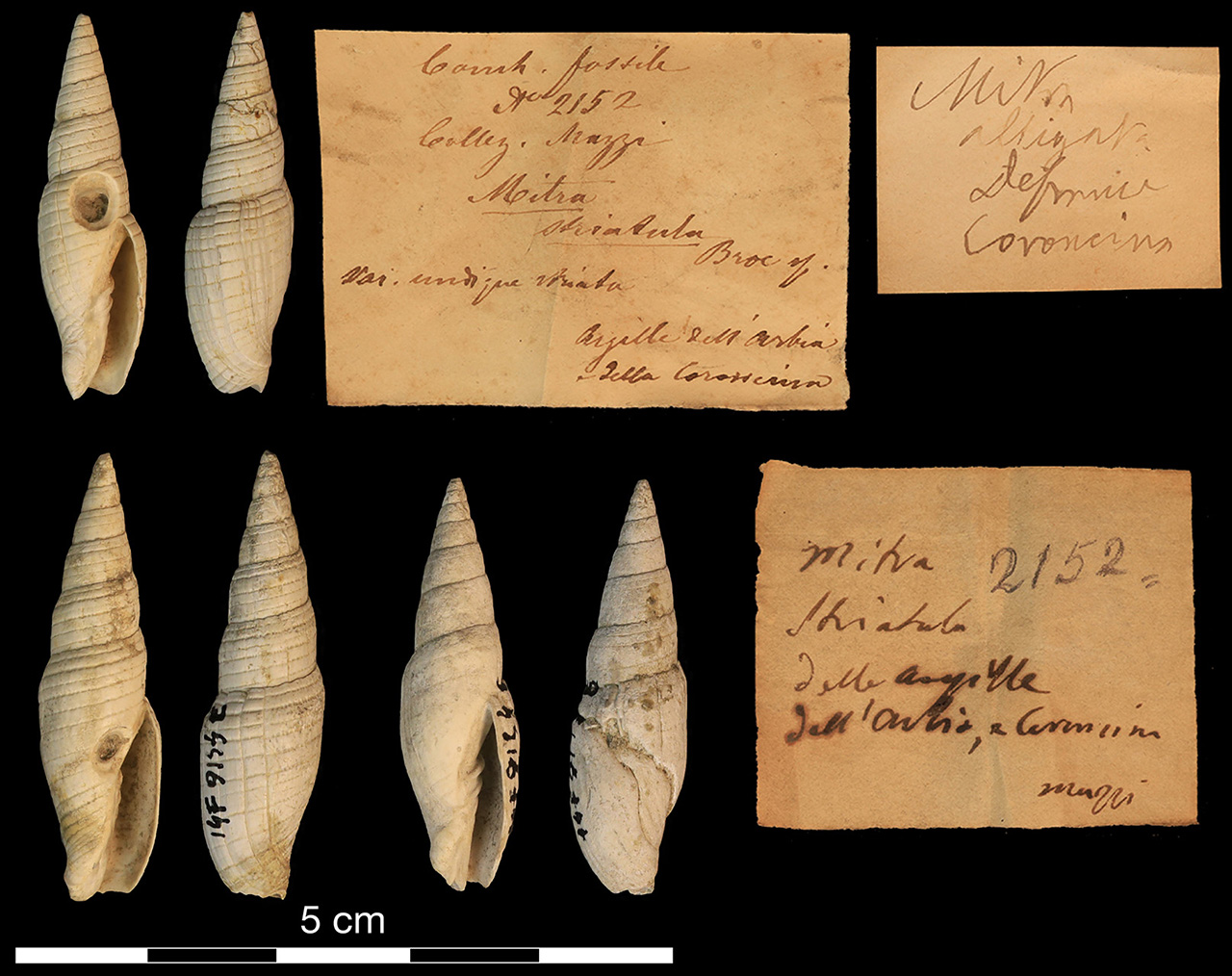 fossile (invertebrato)