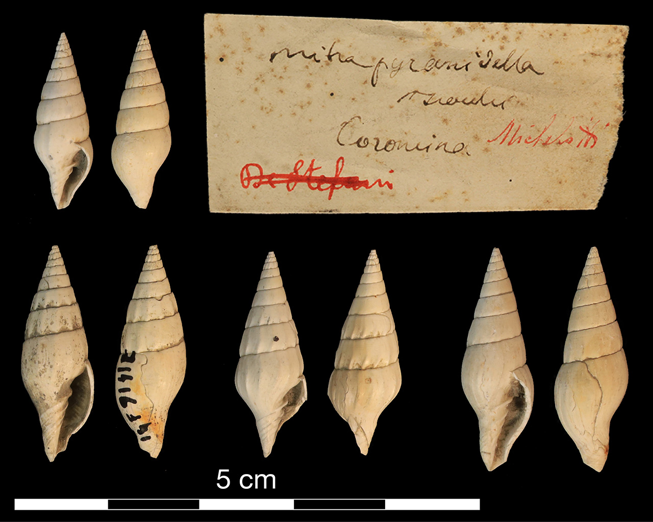 fossile (invertebrato)