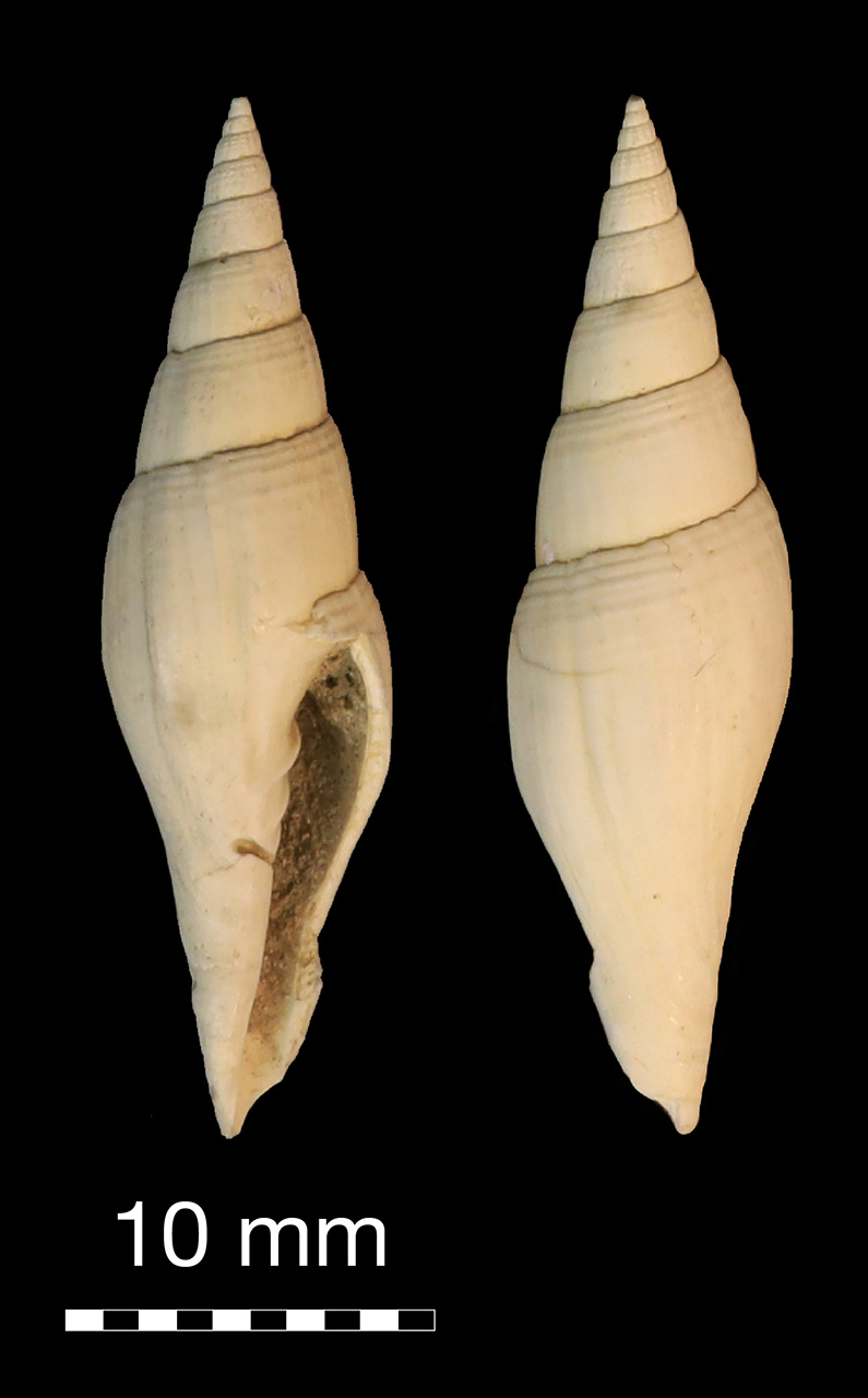 fossile (invertebrato)