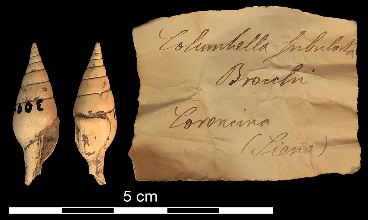 fossile (invertebrato)