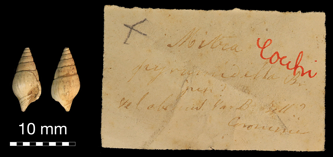 fossile (invertebrato)