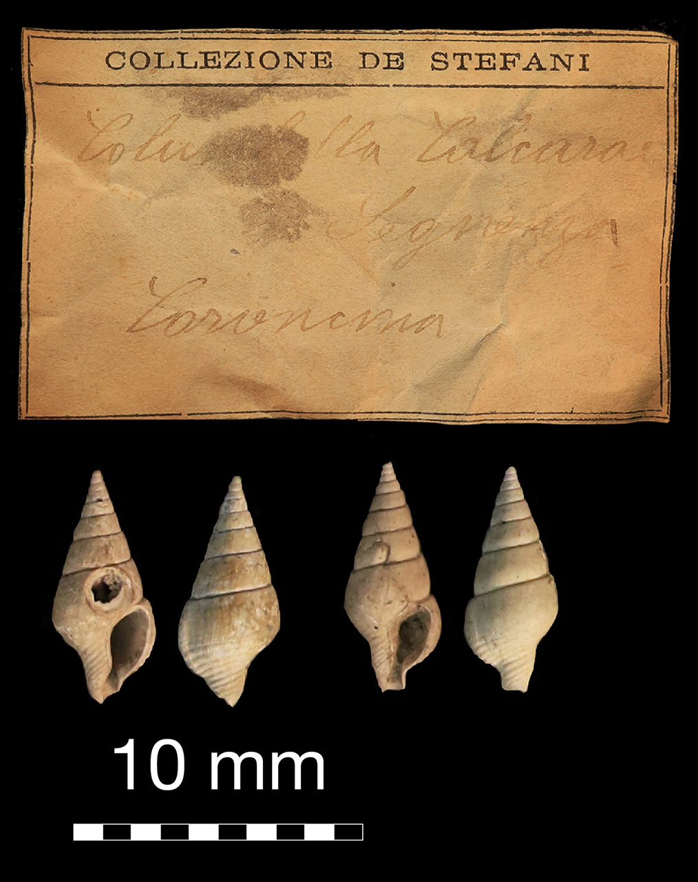 fossile (invertebrato)