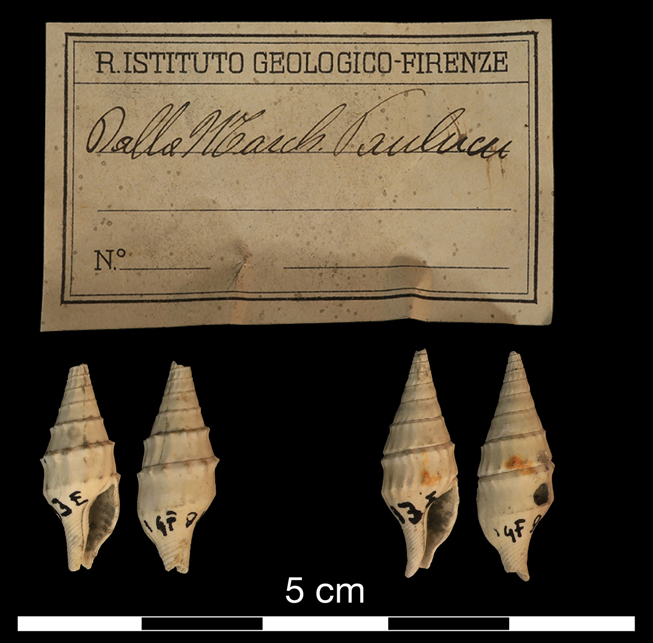 fossile (invertebrato)