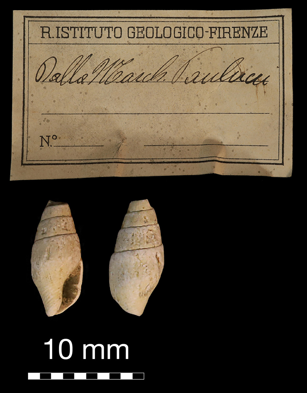 fossile (invertebrato)