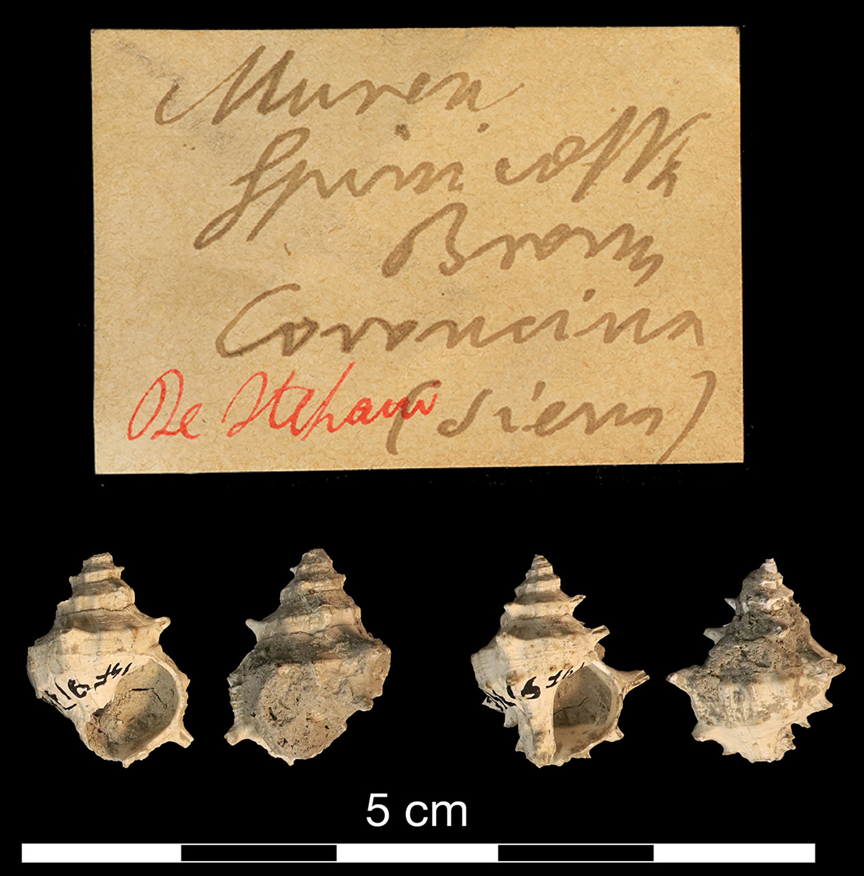 fossile (invertebrato)