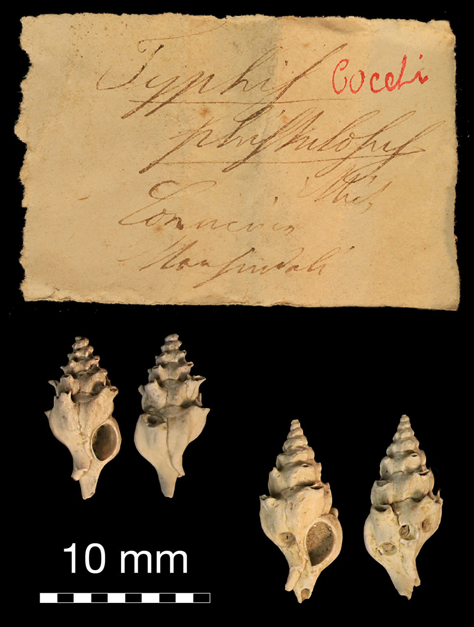 fossile (invertebrato)